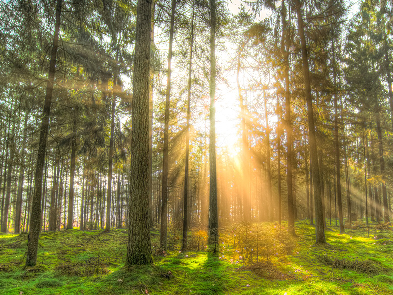 行政院農業委員會 林業試驗所